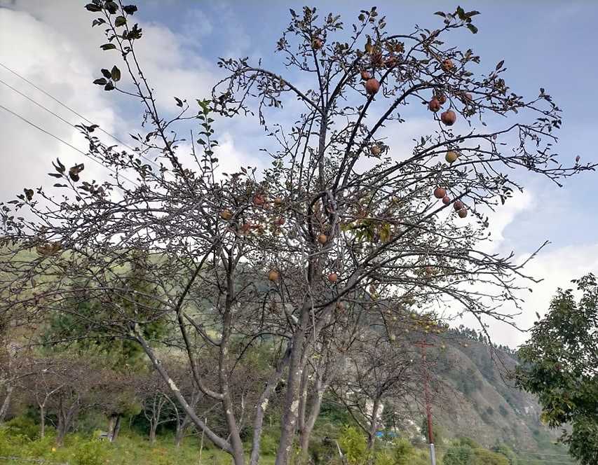 स्याउ खेती असिनाले सखाप, किसान चिन्तित