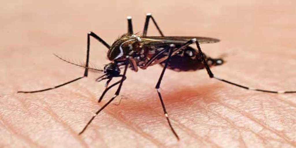 चिसो सुरु हुँदा पनि घटेन डेंगु संक्रमण, देशभर ३९ हजारभन्दा बढी संक्रमित