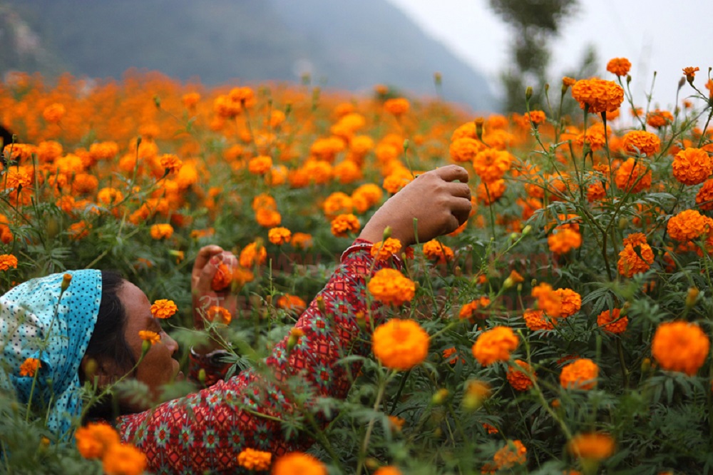 फूल खेतीमा  युवाहरूको आकर्षण