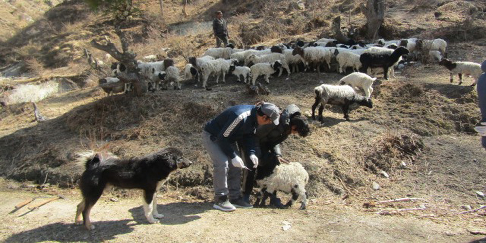 कुकुरकै भरमा भेडापालन