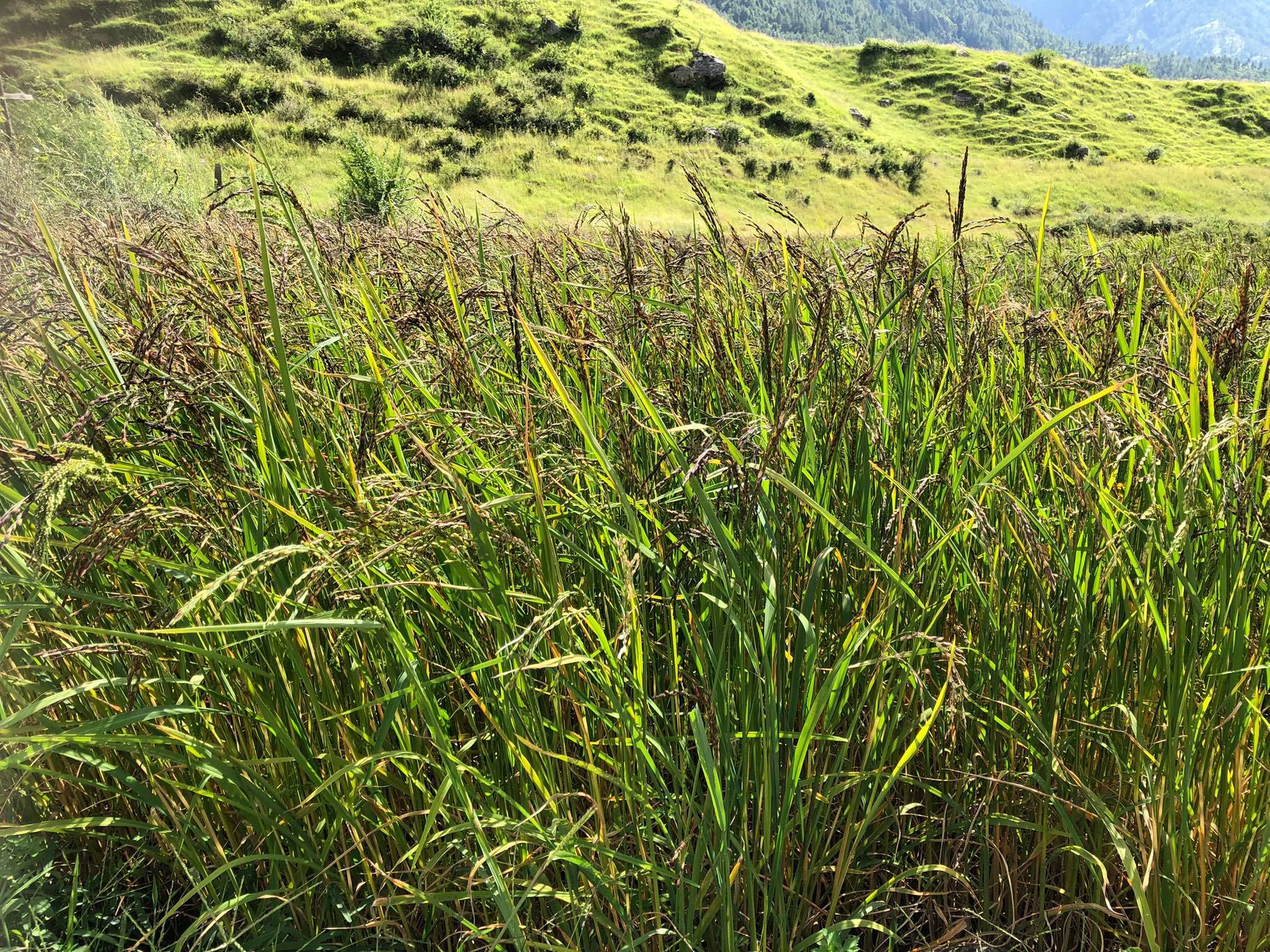 राष्ट्रिय जिडिपीमा कर्णालीको ४.२८ प्रतिशत योगदान