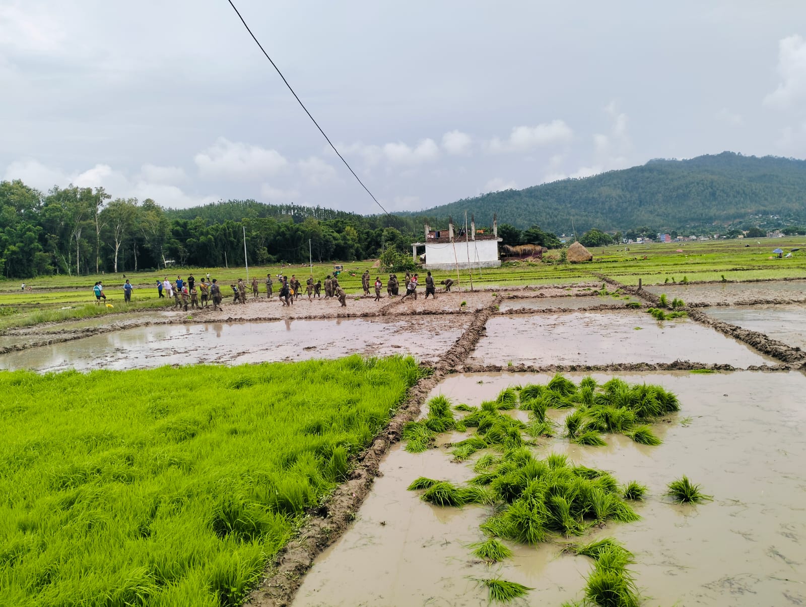 कर्णालीमा करिब ४५ प्रतिशत रोपाइँ सकियो